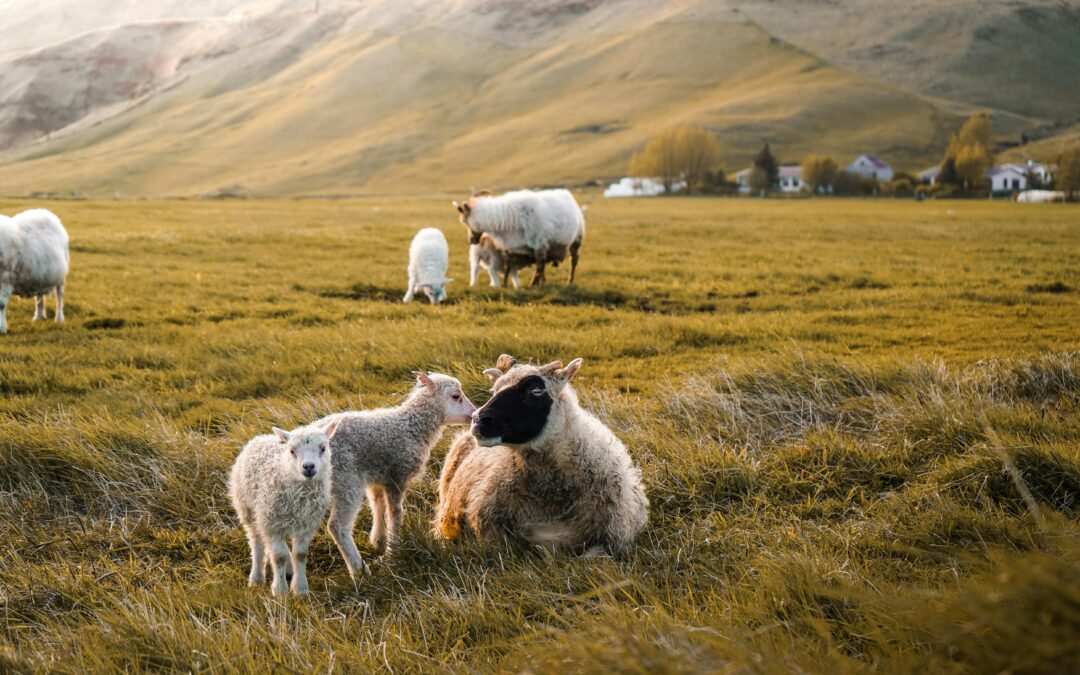 Iceland sheep